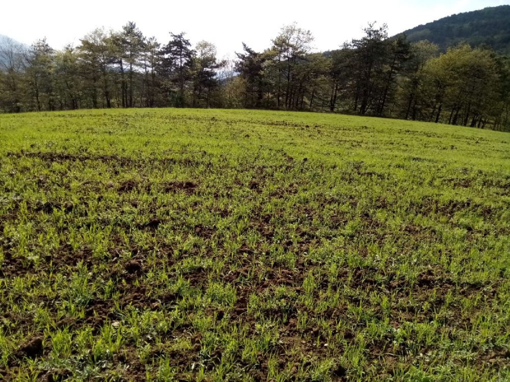 KUZULUK ORTA MAHALLEDE ANA CADDEYE ÇOK YAKIN 470 METRE ARSA YERLEŞİM YERİNDE 